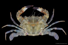 Charybdis (Charybdis) hellerii • © CMBS photography team • All Rights Reserved