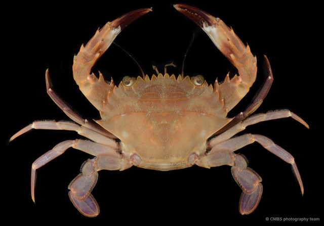 Charybdis (Charybdis) hellerii