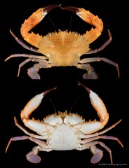 Charybdis (Charybdis) hellerii • © CMBS photography team • All Rights Reserved