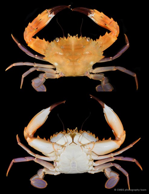 Charybdis (Charybdis) hellerii