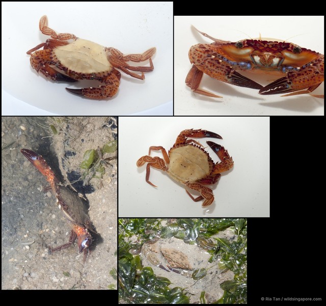 Charybdis (Charybdis) natator • © Ria Tan • All Rights Reserved
