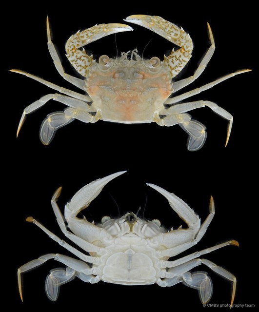 Charybdis (Archias) truncata • © CMBS photography team • All Rights Reserved
