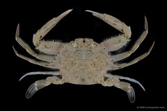 Eodemus hastatoides • © CMBS photography team • All Rights Reserved