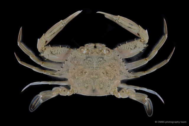 Eodemus hastatoides • © CMBS photography team • All Rights Reserved