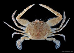 Eodemus hastatoides • © CMBS photography team • All Rights Reserved