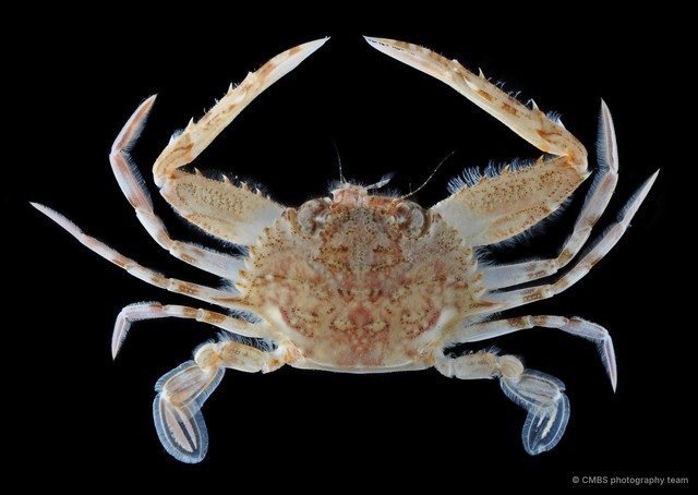 Eodemus hastatoides