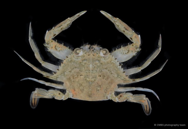 Eodemus hastatoides