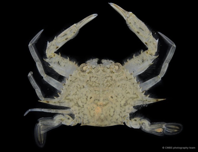 Eodemus hastatoides