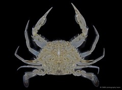 Eodemus hastatoides • © CMBS photography team • All Rights Reserved