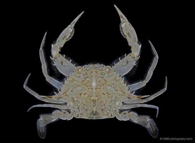 Eodemus hastatoides