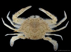 Eodemus hastatoides • © CMBS photography team • All Rights Reserved