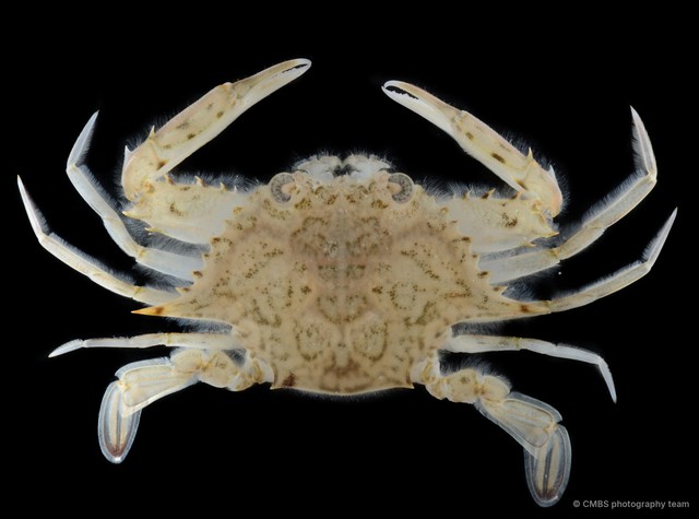 Eodemus hastatoides