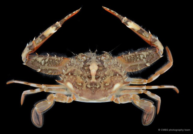 Lupocycloporus gracilimanus • © CMBS photography team • All Rights Reserved