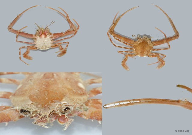 Lupocyclus sp. "8910b122" • © Rene Ong • All Rights Reserved