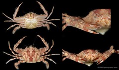 Lupocyclus rotundatus • © CMBS photography team • All Rights Reserved