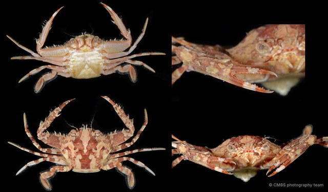 Lupocyclus rotundatus • © CMBS photography team • All Rights Reserved