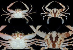 Lupocyclus rotundatus • © CMBS photography team • All Rights Reserved
