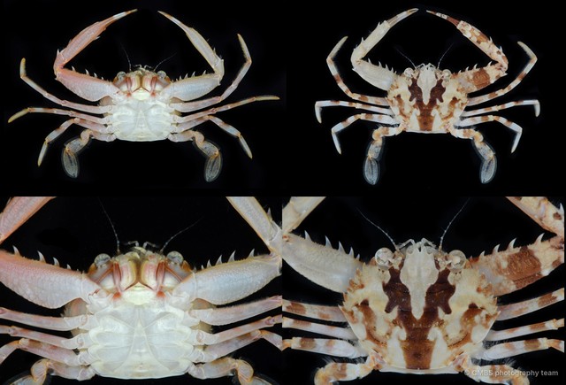Lupocyclus rotundatus