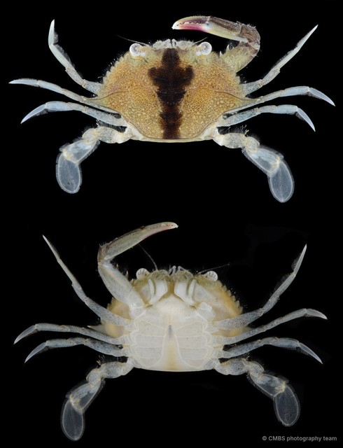 Portunus sp. "cf. pelagicus" • © CMBS photography team • All Rights Reserved