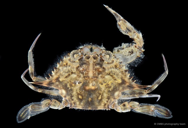 Portunus sp. "SS-0241" • © CMBS photography team • All Rights Reserved