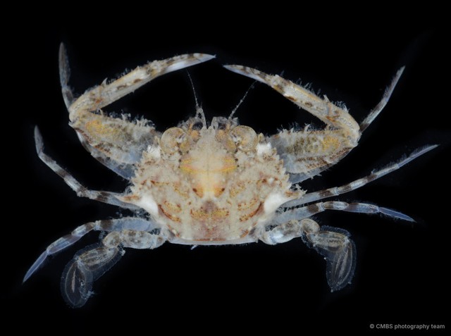 Portunus convexus • © CMBS photography team • All Rights Reserved