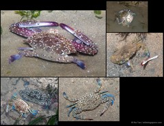 Portunus pelagicus • © Ria Tan • All Rights Reserved