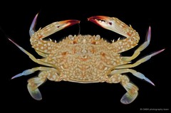 Portunus pelagicus