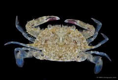 Portunus pelagicus • © CMBS photography team • All Rights Reserved