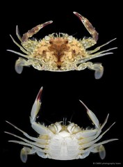 Portunus pelagicus • © CMBS photography team • All Rights Reserved