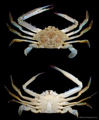 Portunus pelagicus • © CMBS photography team • All Rights Reserved
