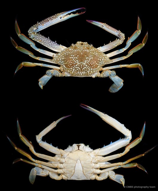 Portunus pelagicus