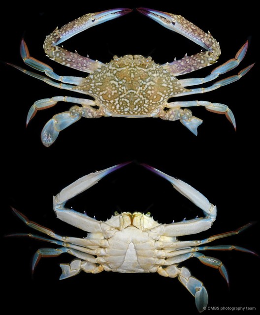 Portunus pelagicus