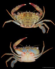 Thalamita sp. "cf. pelsarti"
