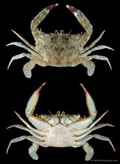 Thalamita sp. "cf. pelsarti" • © CMBS photography team • All Rights Reserved