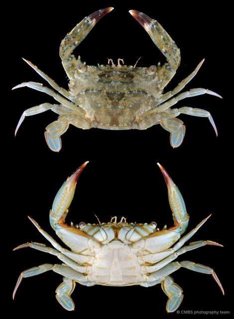 Thalamita sp. "cf. pelsarti"