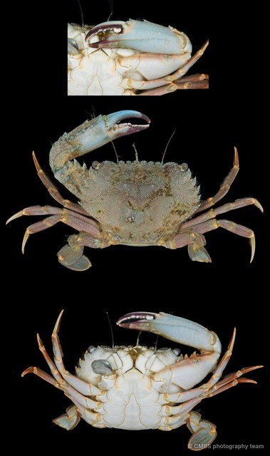 Thalamita sp. "JS-1163" • © CMBS photography team • All Rights Reserved