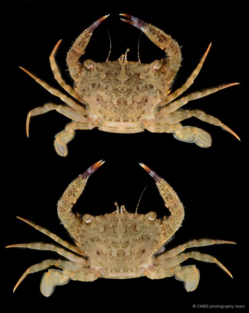 Thalamita sp. "SS-3097" • © CMBS photography team • All Rights Reserved