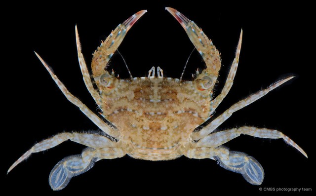Thalamita sp. "SS-3156" • © CMBS photography team • All Rights Reserved