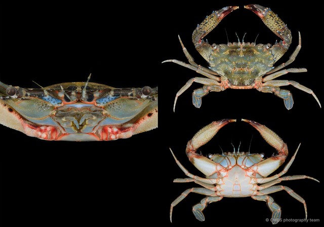 Thalamita sp. "SS-4382" • © CMBS photography team • All Rights Reserved