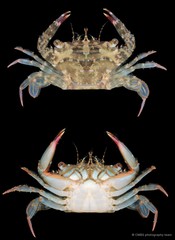 Thranita danae