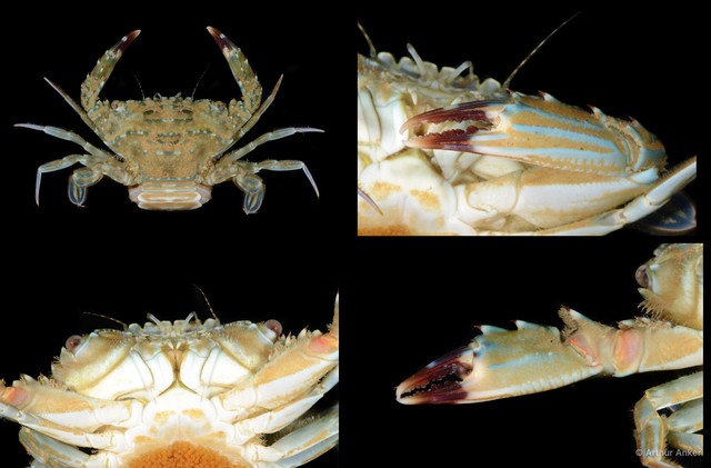 Thranita danae