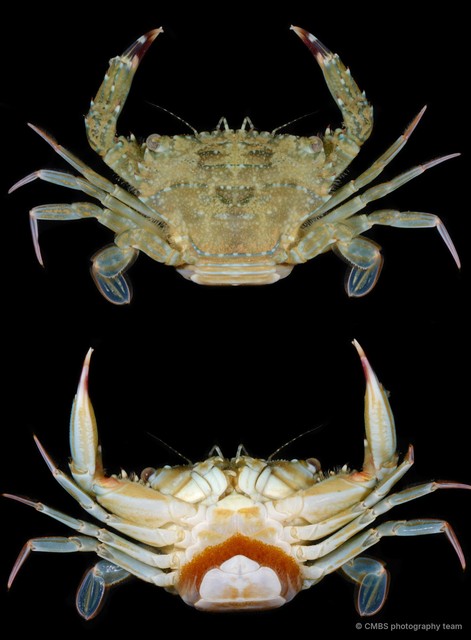 Thranita danae