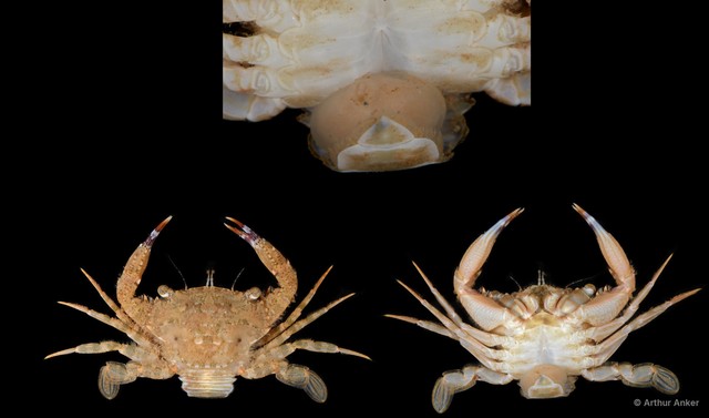 Thranita danae