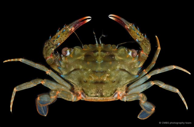 Thranita spinimana