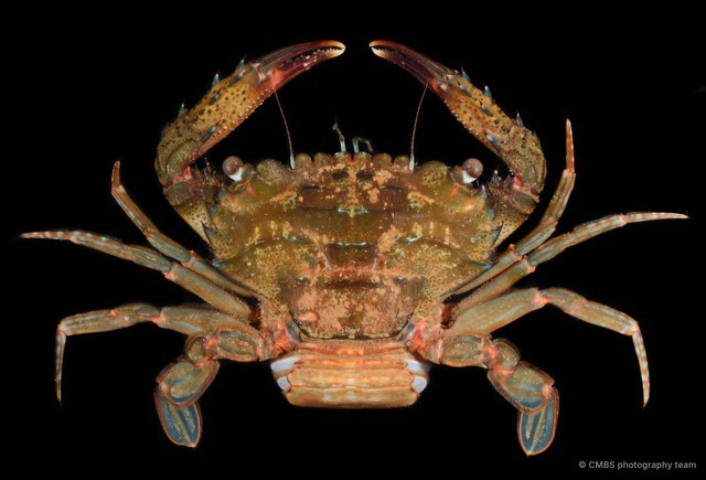 Thranita spinimana