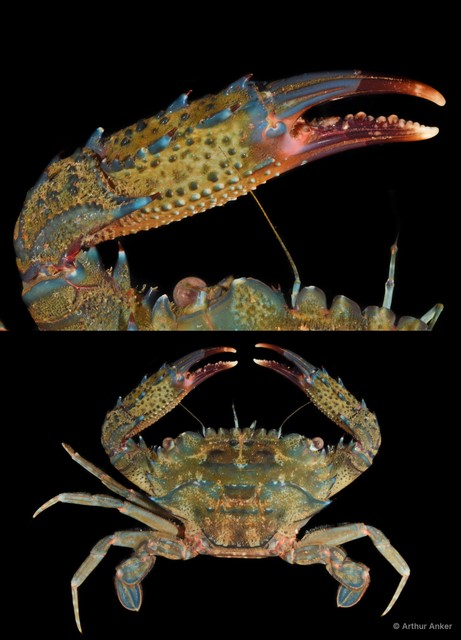 Thranita spinimana