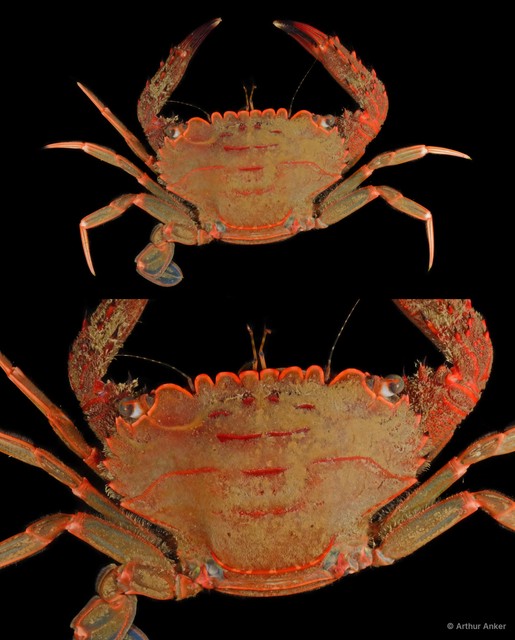 Thranita spinimana
