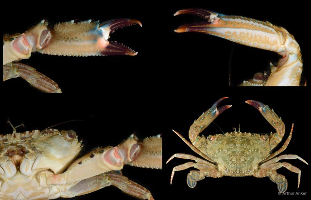 Thranita spinimana
