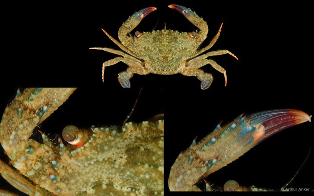 Thranita spinimana