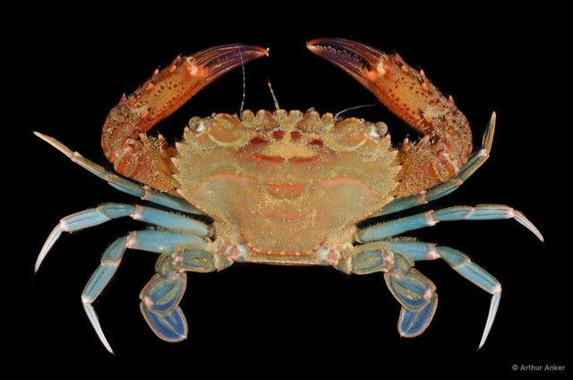 Thranita spinimana